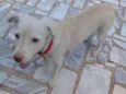 Tobi
