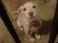 Tobi