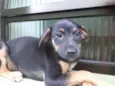 Quinzinho