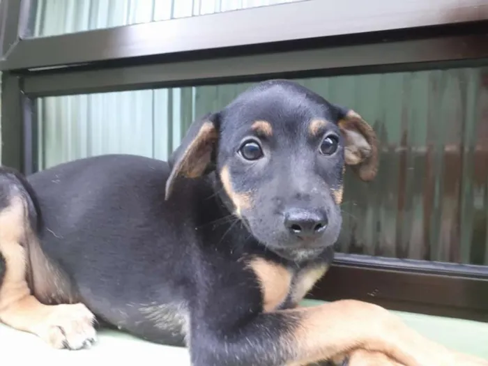 Cachorro ra a srd idade 2 a 6 meses nome Quinzinho