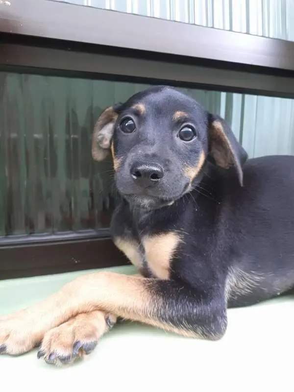 Cachorro ra a srd idade 2 a 6 meses nome Quinzinho