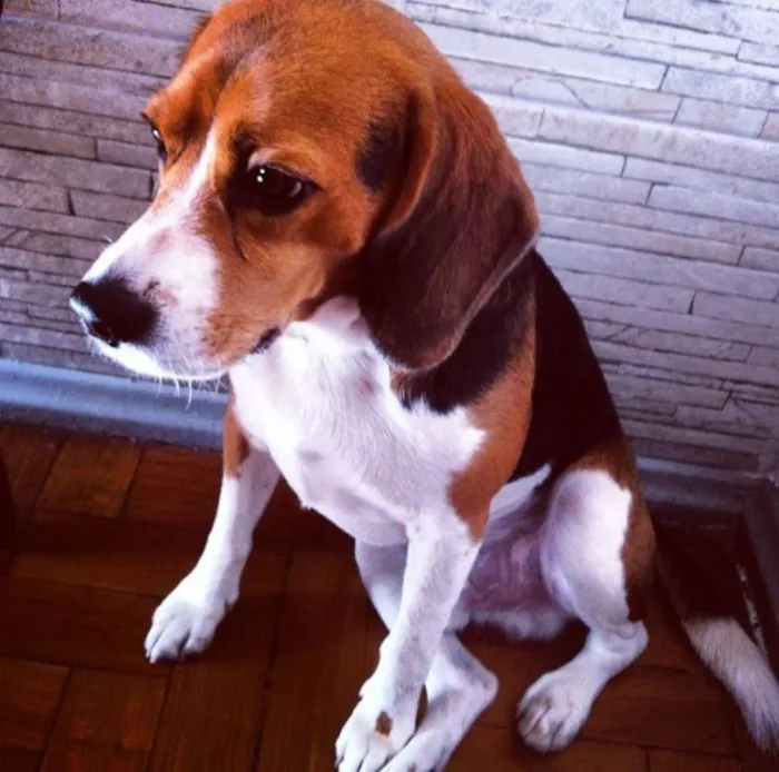Cachorro ra a beagle idade 6 ou mais anos nome João (John)