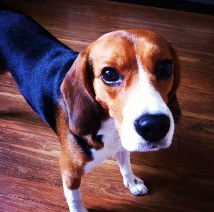 Cachorro ra a beagle idade 6 ou mais anos nome João (John)