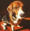 João (John)