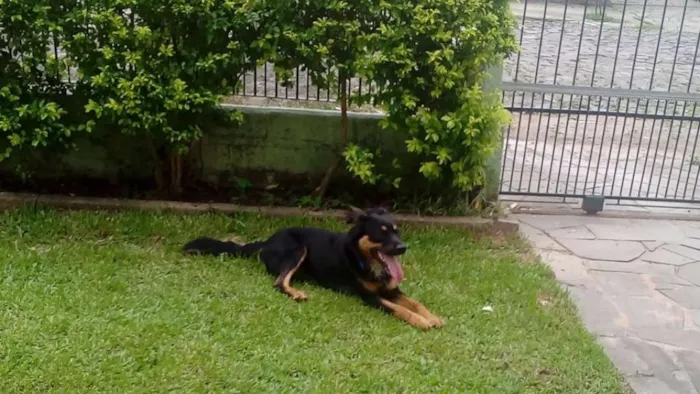 Cachorro raça Vira lata idade 2 anos nome Ted