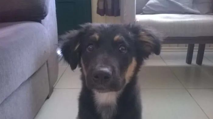 Cachorro raça Vira lata idade 2 anos nome Ted