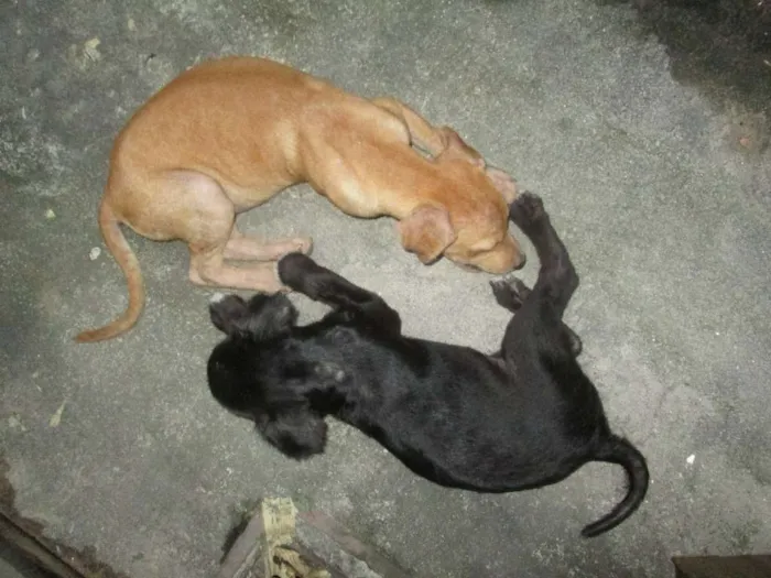 Cachorro raça SRD idade 2 a 6 meses nome Ruth & Raquel