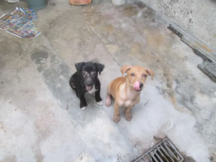 Cachorro raça SRD idade 2 a 6 meses nome Ruth & Raquel