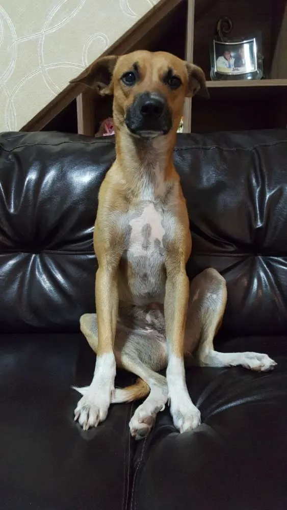 Cachorro raça Não definida idade 2 anos nome Kako