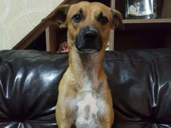 Cachorro raça Não definida idade 2 anos nome Kako