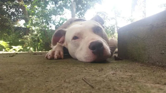 Cachorro ra a Pitbull idade 3 anos nome Banzai
