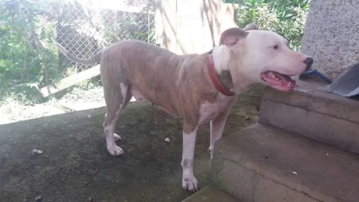 Cachorro ra a Pitbull idade 3 anos nome Banzai