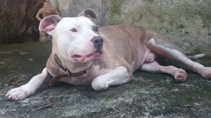 Cachorro ra a Pitbull idade 3 anos nome Banzai