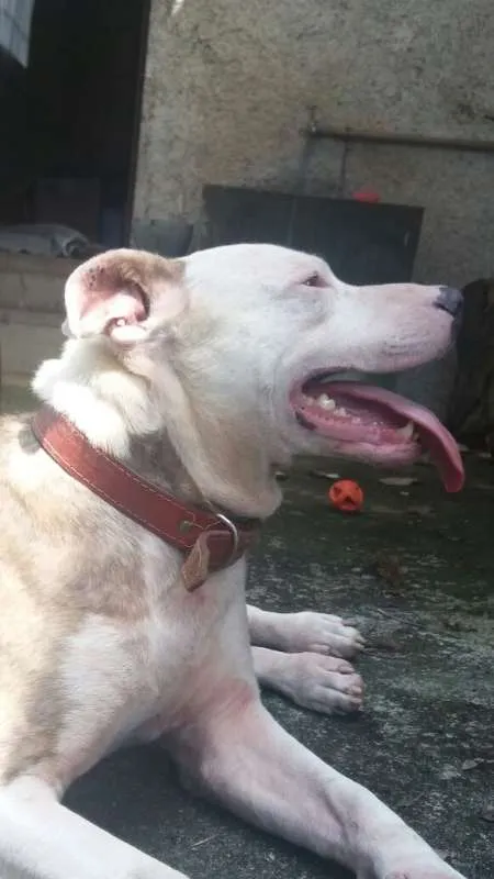 Cachorro ra a Pitbull idade 3 anos nome Banzai