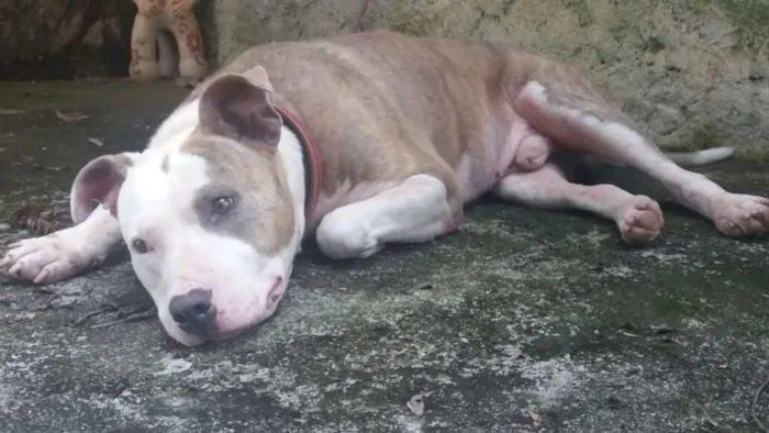 Cachorro ra a Pitbull idade 3 anos nome Banzai