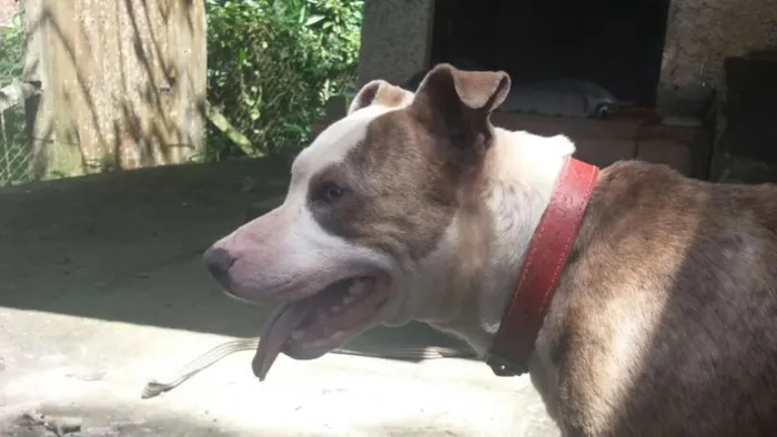 Cachorro ra a Pitbull idade 3 anos nome Banzai
