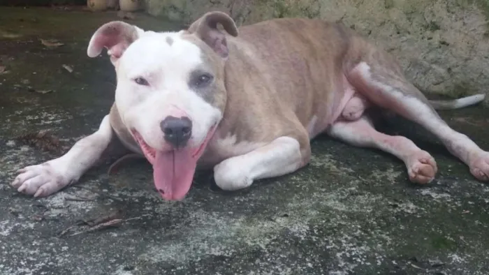 Cachorro ra a Pitbull idade 3 anos nome Banzai