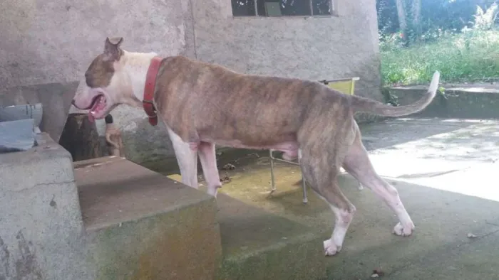 Cachorro ra a Pitbull idade 3 anos nome Banzai