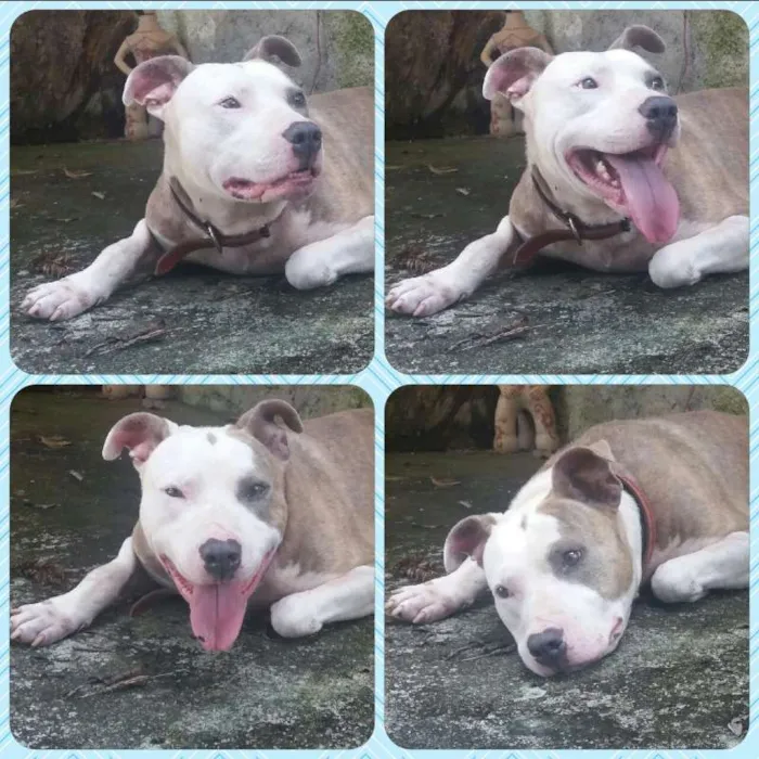 Cachorro ra a Pitbull idade 3 anos nome Banzai