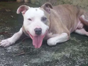 Cachorro raça Pitbull idade 3 anos nome Banzai
