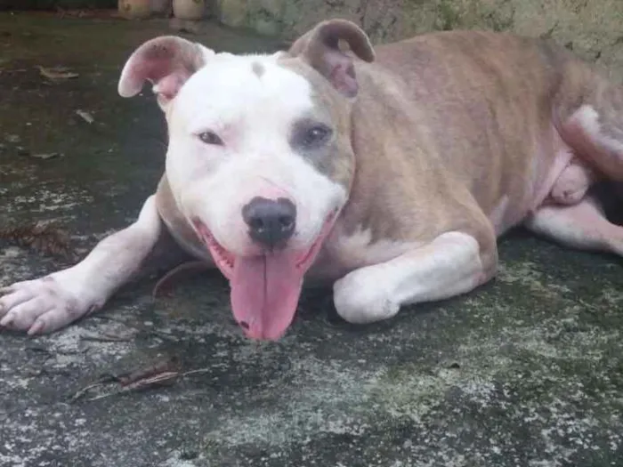 Cachorro ra a Pitbull idade 3 anos nome Banzai