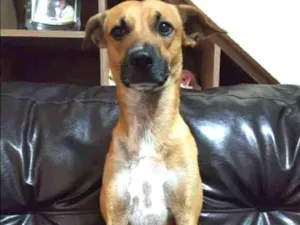 Cachorro raça Não definida idade 2 anos nome Kako