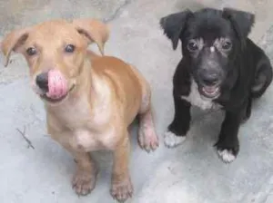 Cachorro raça SRD idade 2 a 6 meses nome Ruth & Raquel