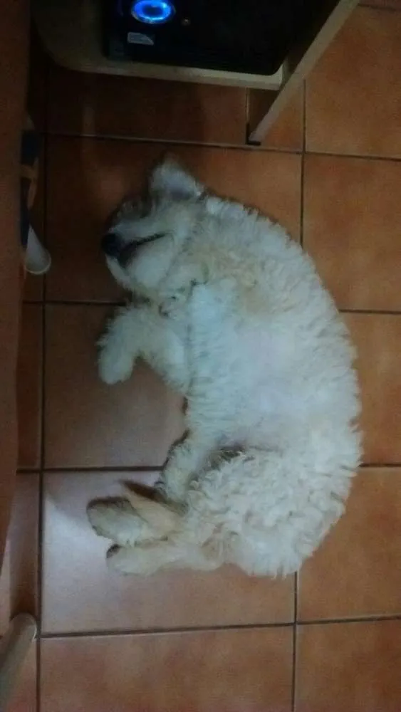 Cachorro ra a Poodle idade 2 a 6 meses nome Bob