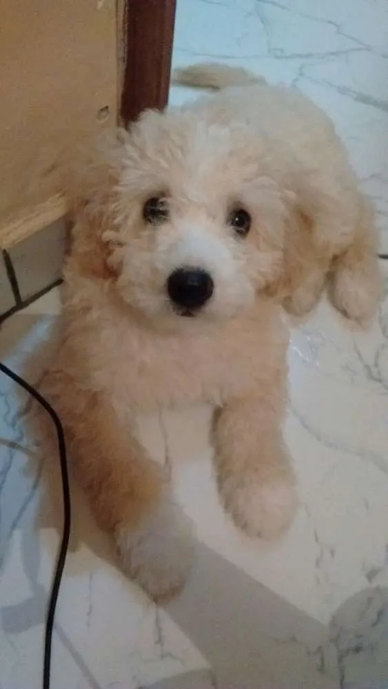 Cachorro ra a Poodle idade 2 a 6 meses nome Bob