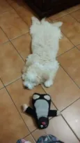 Bob