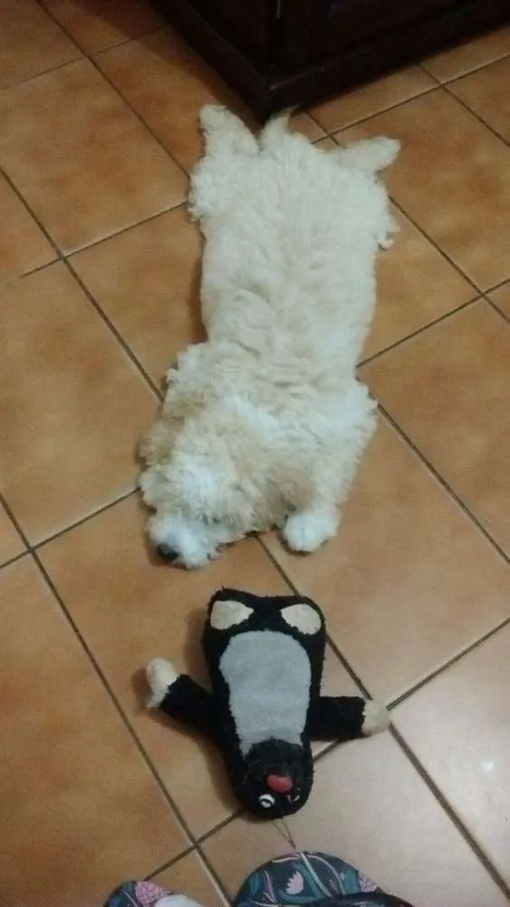 Cachorro ra a Poodle idade 2 a 6 meses nome Bob