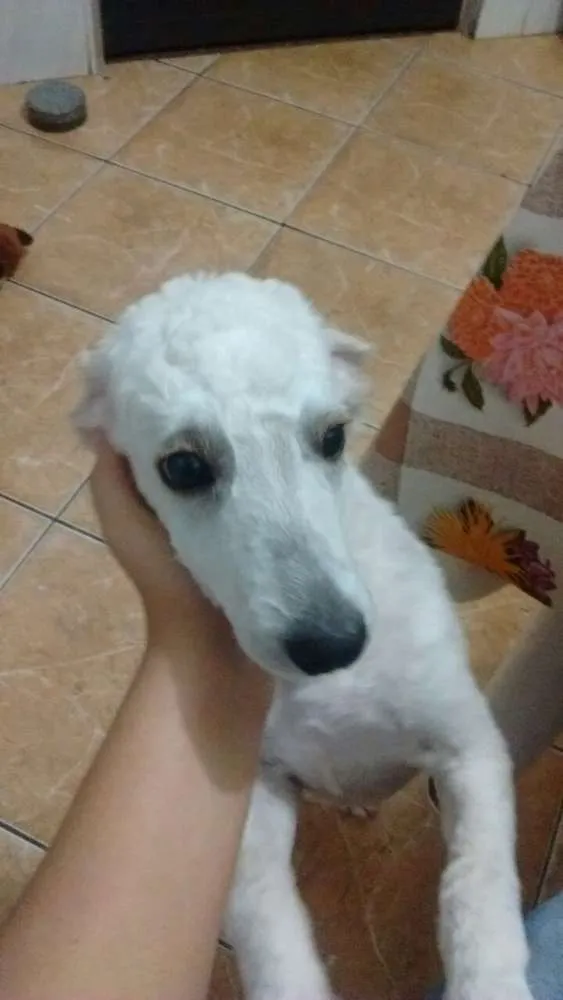 Cachorro ra a Poodle idade 2 a 6 meses nome Bob