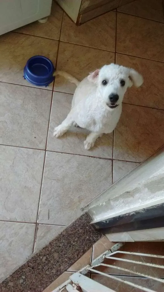 Cachorro ra a Poodle idade 2 a 6 meses nome Bob