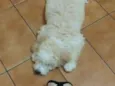 Bob