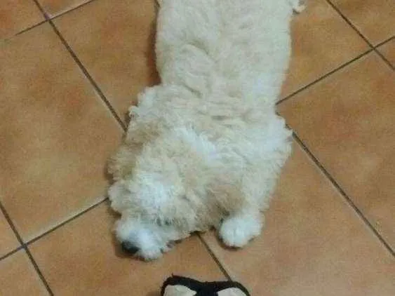 Cachorro ra a Poodle idade 2 a 6 meses nome Bob
