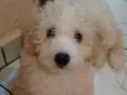 Bob