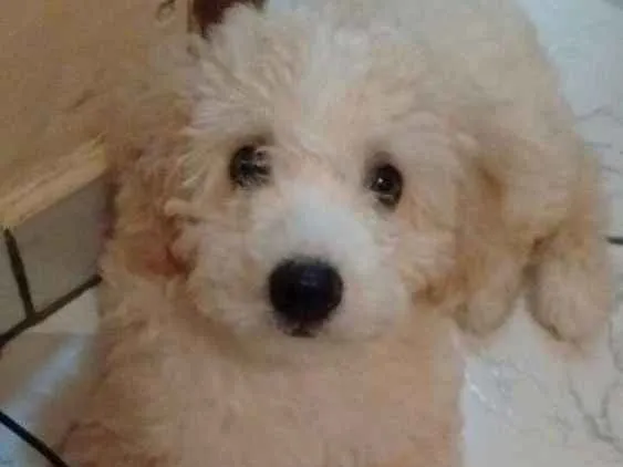 Cachorro ra a Poodle idade 2 a 6 meses nome Bob