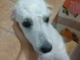 Bob
