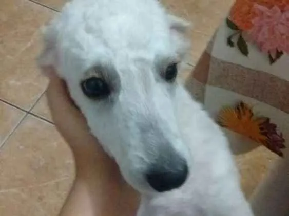 Cachorro ra a Poodle idade 2 a 6 meses nome Bob