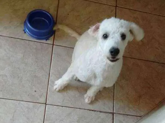 Cachorro ra a Poodle idade 2 a 6 meses nome Bob