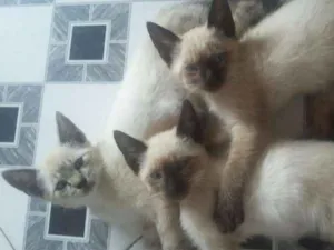 Gato raça Não identificado idade 2 a 6 meses nome Não tem nome
