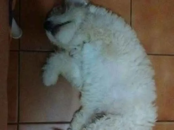 Cachorro ra a Poodle idade 2 a 6 meses nome Bob