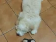 Bob