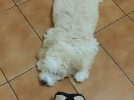 Cachorro ra a Poodle idade 2 a 6 meses nome Bob