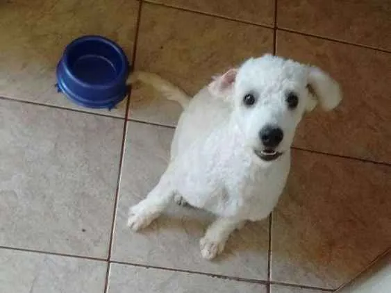 Cachorro ra a Poodle idade 2 a 6 meses nome Bob