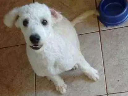 Cachorro ra a Poodle idade 2 a 6 meses nome Bob