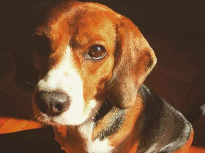 Cachorro ra a beagle idade 6 ou mais anos nome João (John)