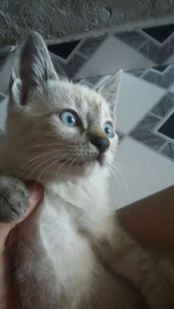 Gato ra a Não identificado idade 2 a 6 meses nome Não tem nome