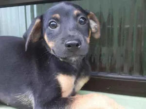 Cachorro raça srd idade 2 a 6 meses nome Quinzinho