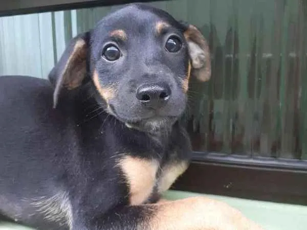 Cachorro ra a srd idade 2 a 6 meses nome Quinzinho